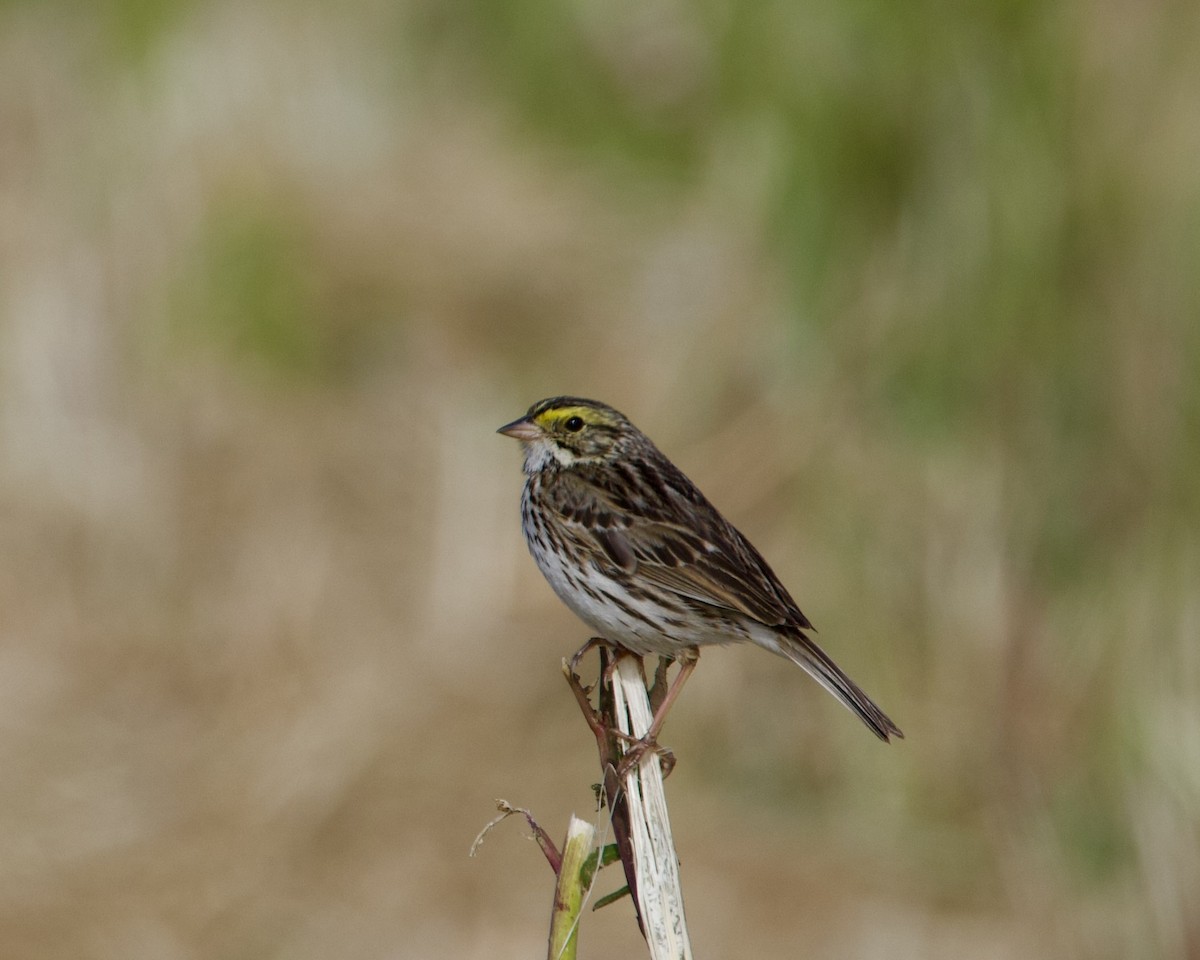 Savannah Sparrow - ML618592024