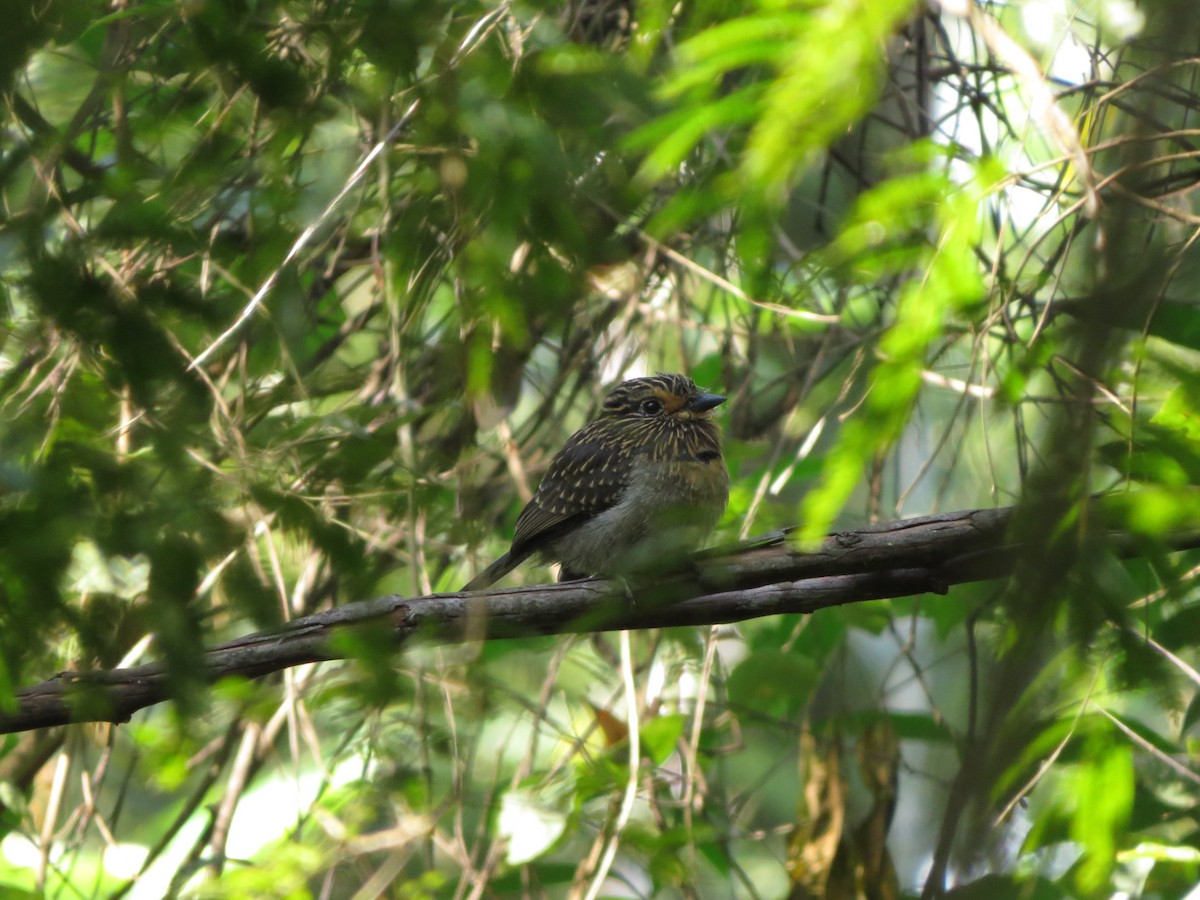Crescent-chested Puffbird (Greater) - ML618592028