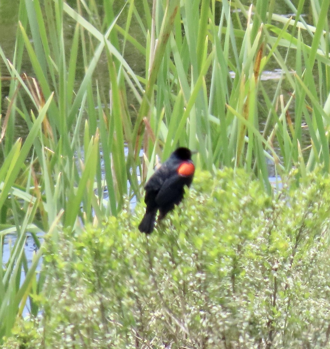 Red-winged Blackbird (California Bicolored) - ML618592065