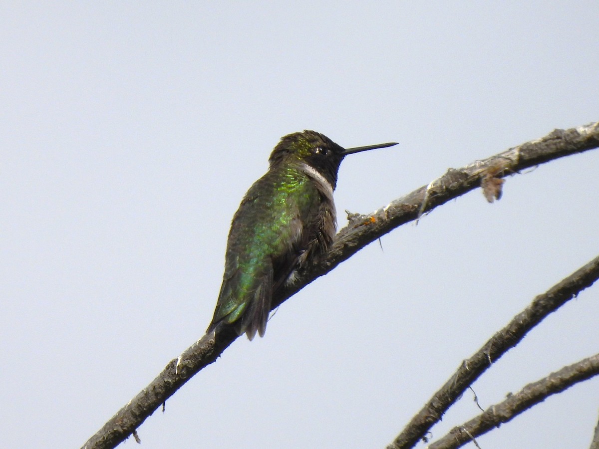 Black-chinned Hummingbird - ML618592074