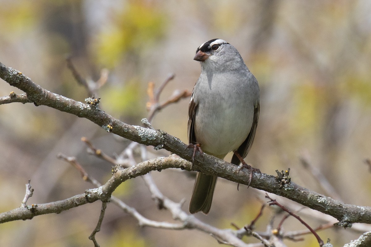 White-crowned Sparrow - Christine Mason