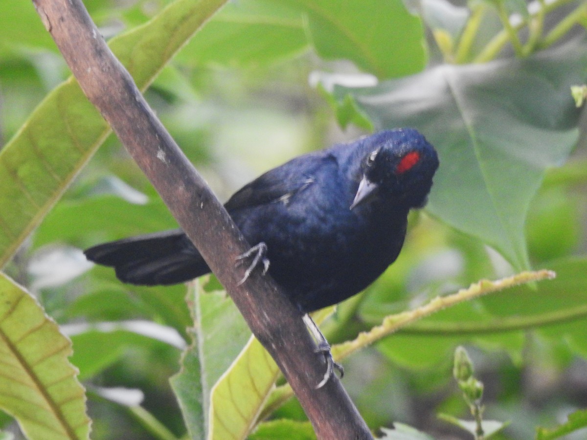 Ruby-crowned Tanager - ML618592092