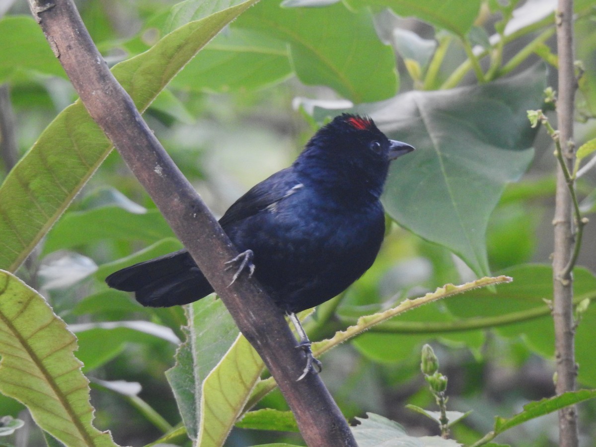 Ruby-crowned Tanager - ML618592093