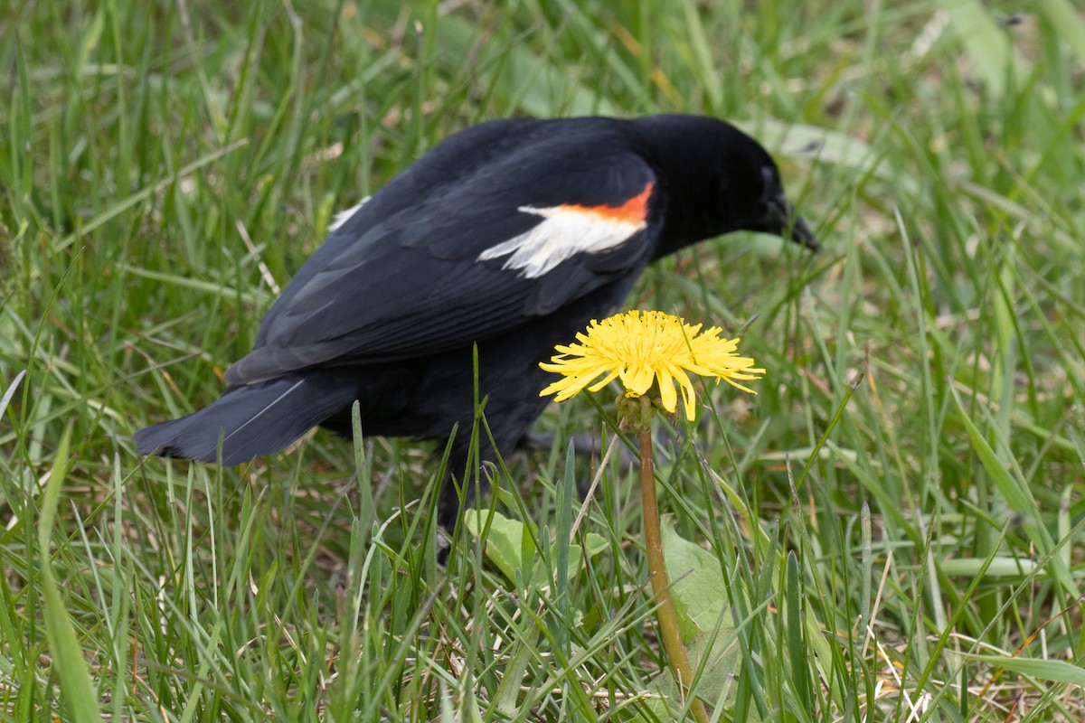 Red-winged Blackbird - ML618592108