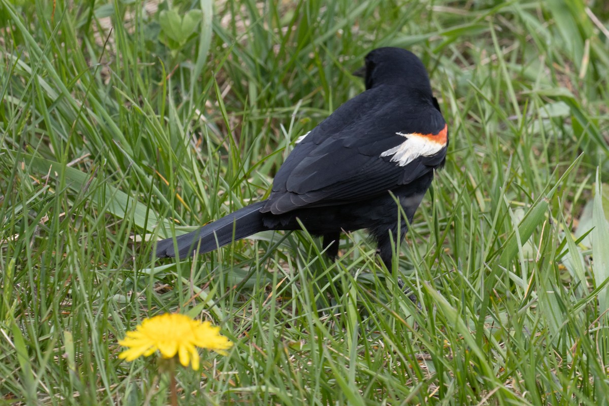Red-winged Blackbird - ML618592110