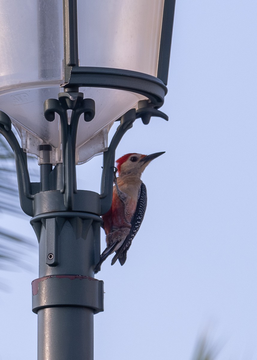 Golden-fronted Woodpecker - ML618592119