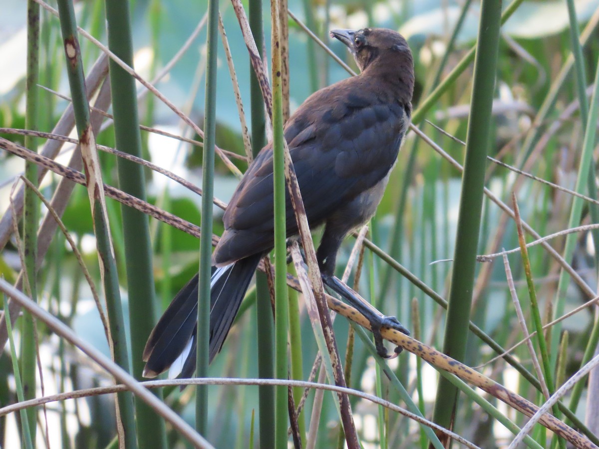 Boat-tailed Grackle - ML618592121