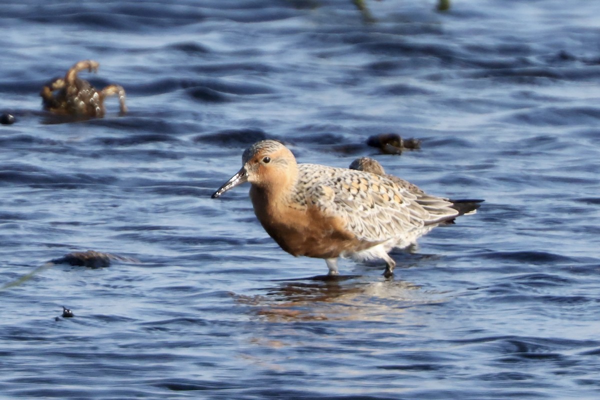 Red Knot - ML618592182