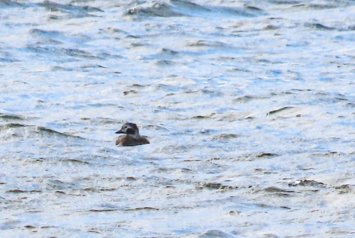 Long-tailed Duck - ML618592184