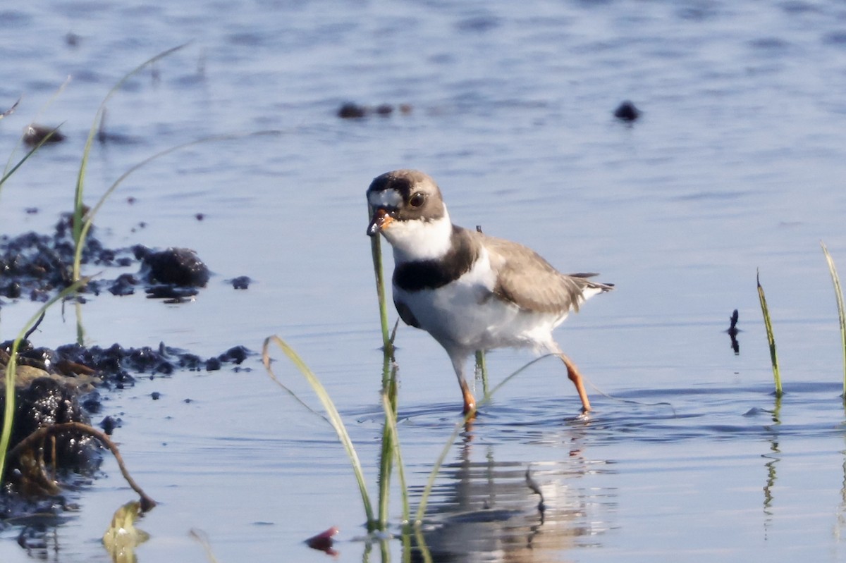 Semipalmated Plover - ML618592203