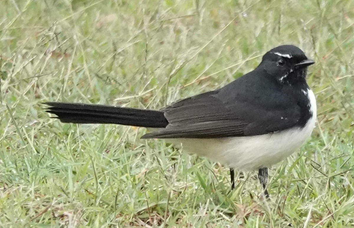 Willie-wagtail - ML618592231