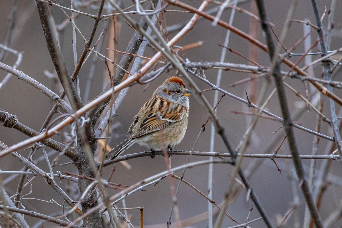 American Tree Sparrow - ML618592235