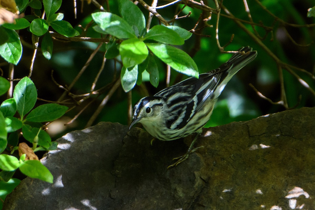 Black-and-white Warbler - ML618592293