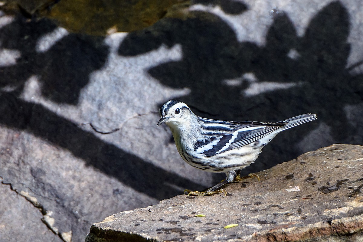 Black-and-white Warbler - ML618592294
