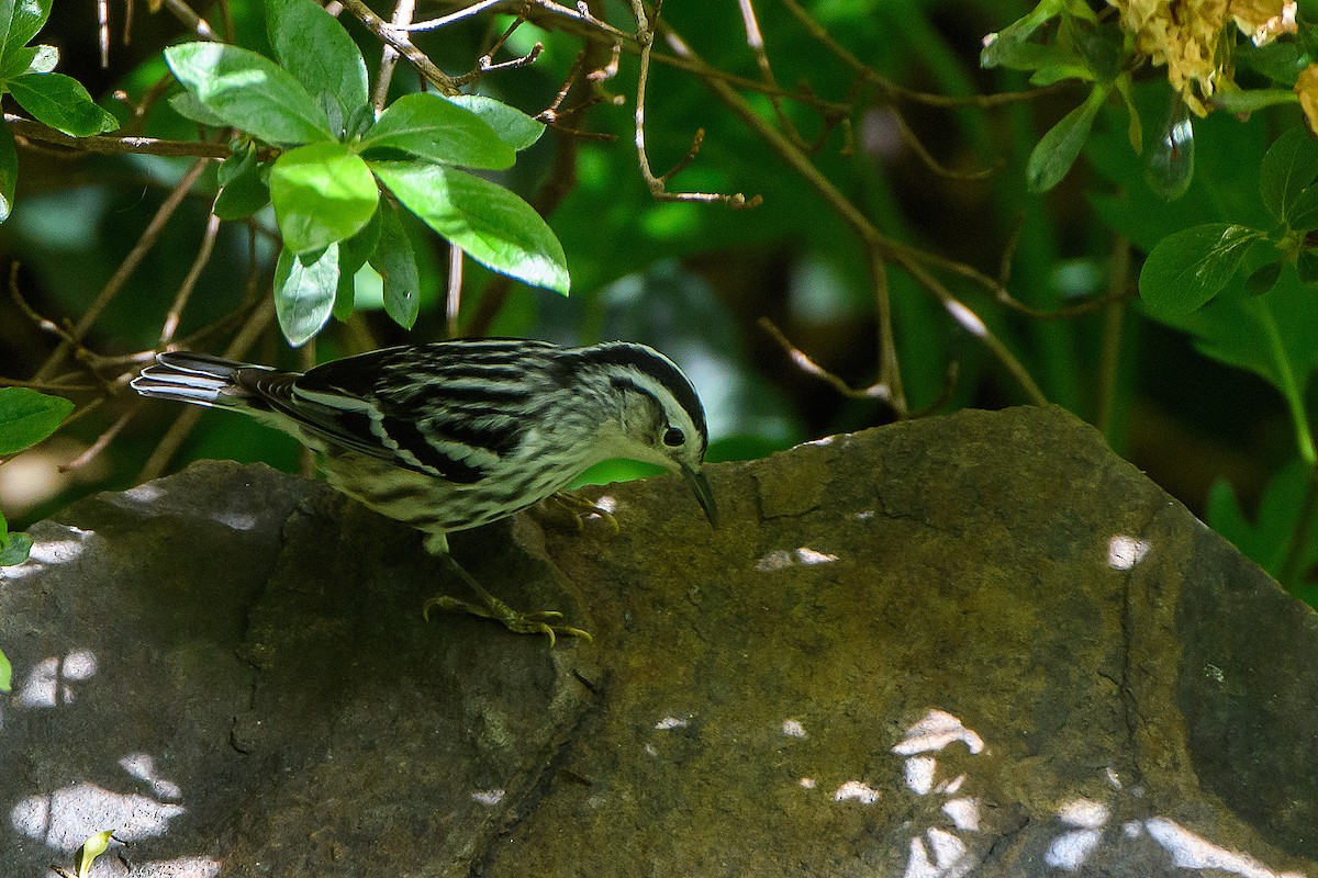 Black-and-white Warbler - ML618592295