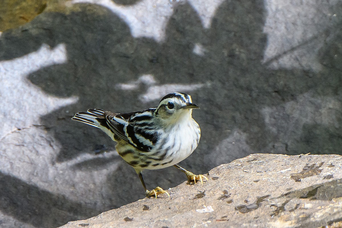 Black-and-white Warbler - ML618592296