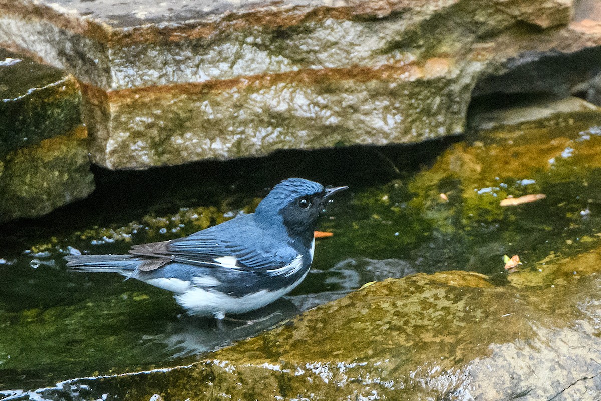Black-throated Blue Warbler - ML618592317