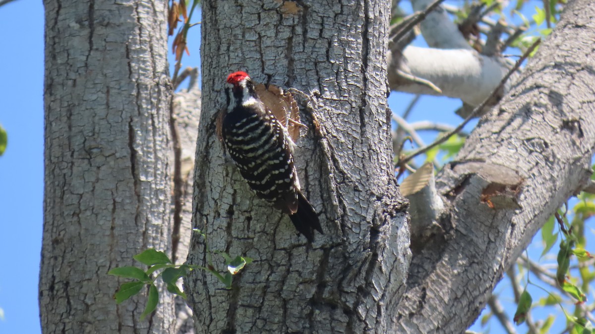 Nuttall's Woodpecker - ML618592327