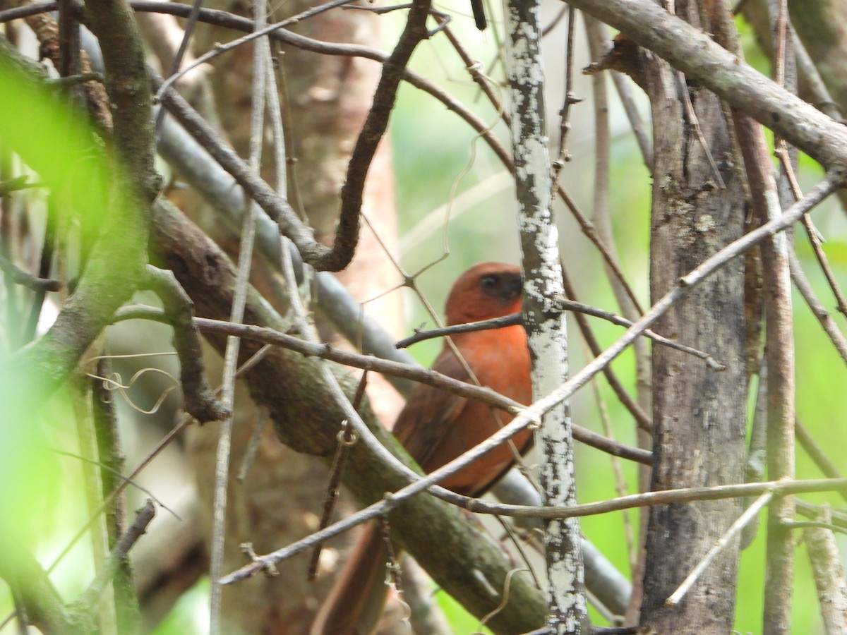 Red-throated Ant-Tanager - ML618592343