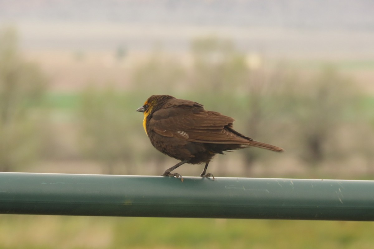 Yellow-headed Blackbird - ML618592400
