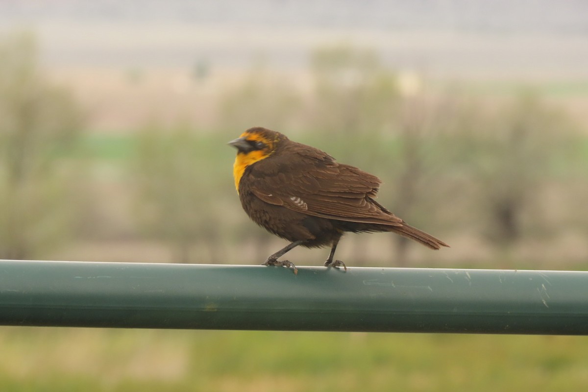 Yellow-headed Blackbird - ML618592401