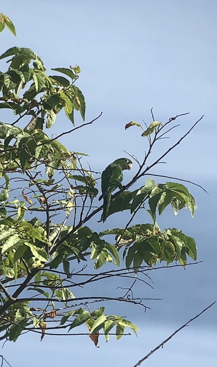 Olive-throated Parakeet (Jamaican) - ML618592428