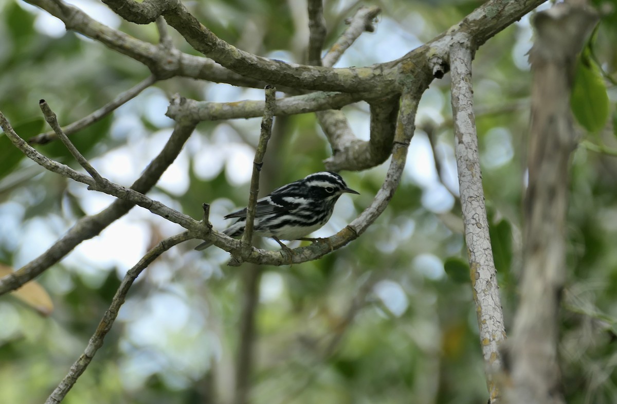 Black-and-white Warbler - ML618592453