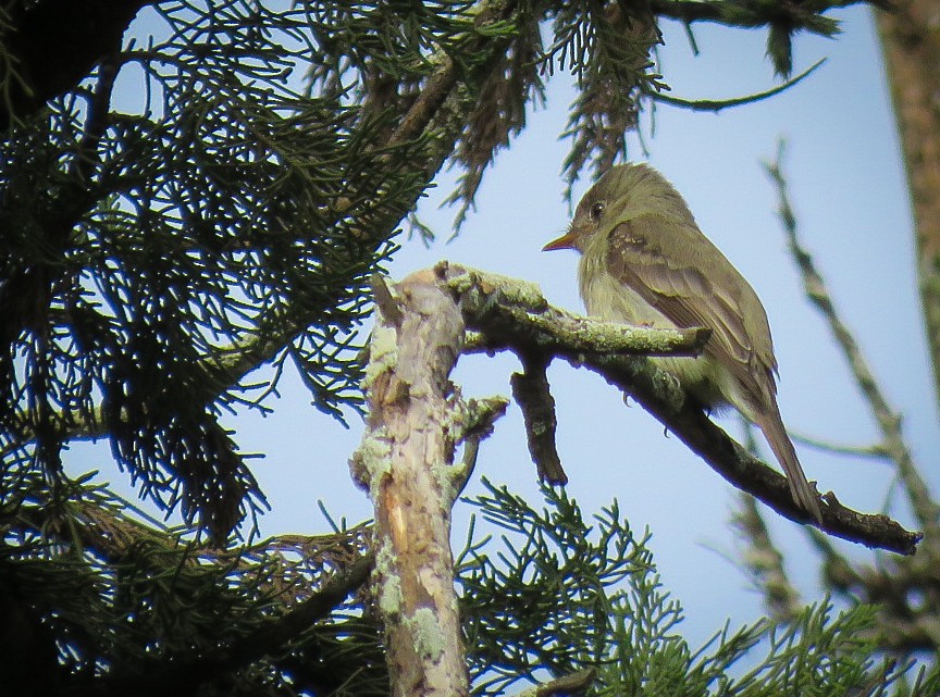 Southern Tropical Pewee - ML618592464