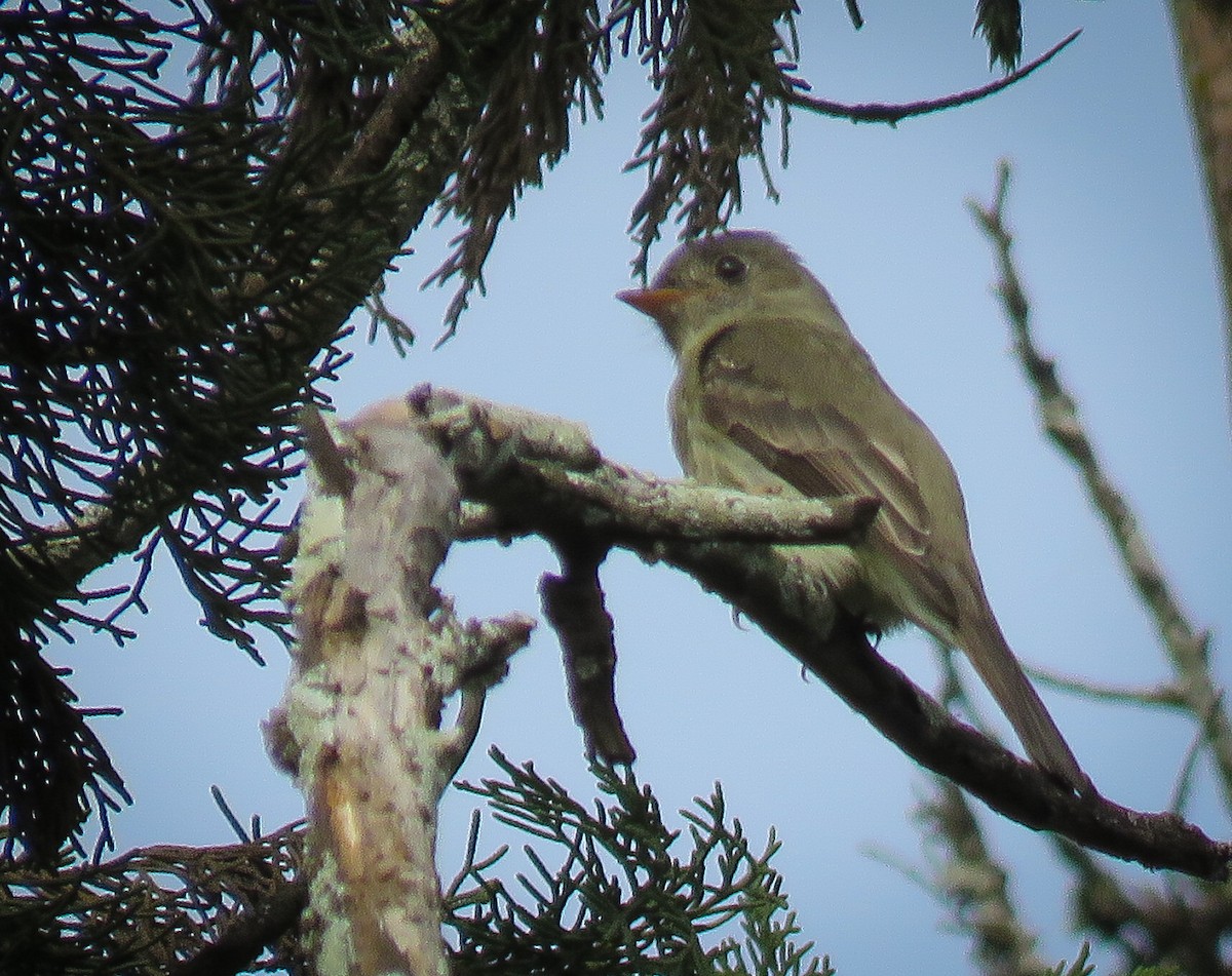 Southern Tropical Pewee - ML618592465
