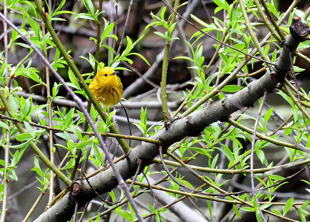 Yellow Warbler - ML618592483