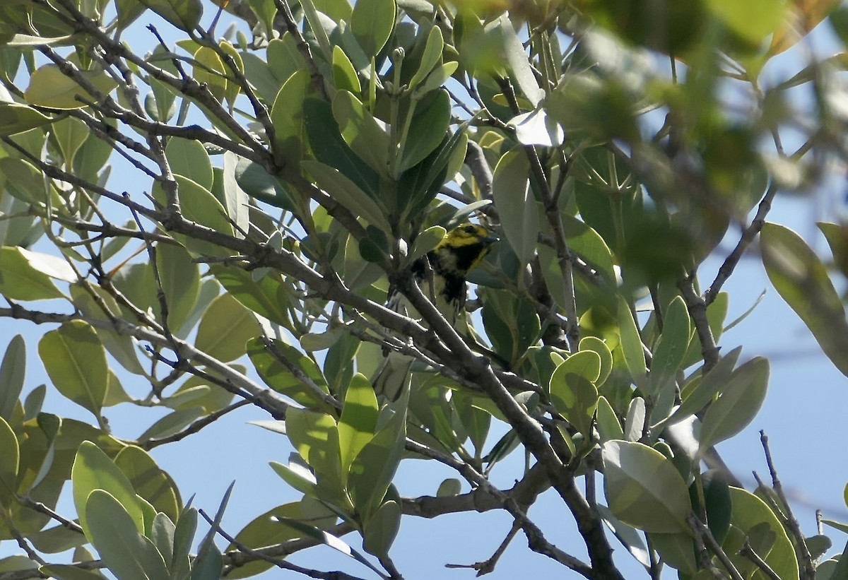 Black-throated Green Warbler - ML618592484
