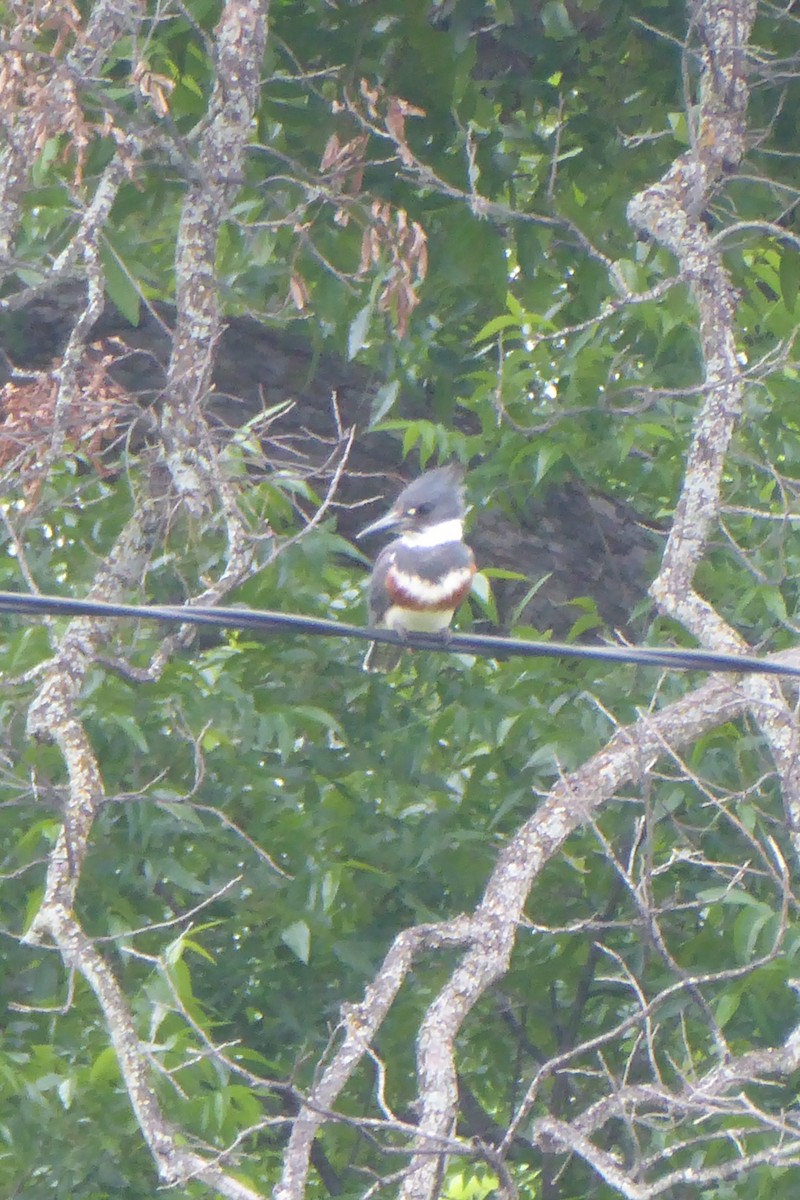 Belted Kingfisher - ML618592510