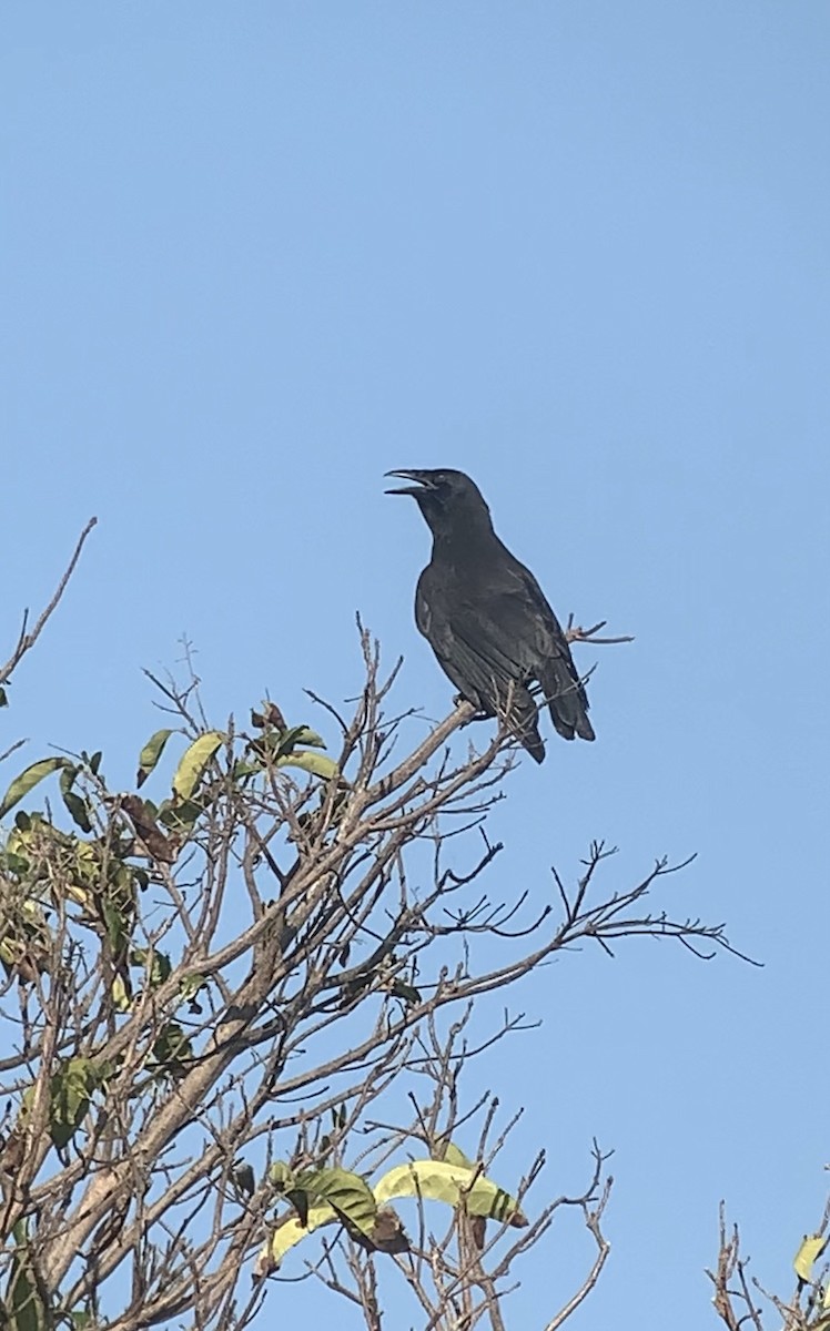 Jamaican Crow - ML618592516