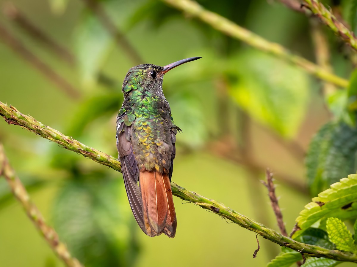 Rufous-tailed Hummingbird - ML618592527