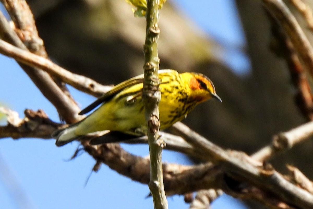 Cape May Warbler - ML618592539