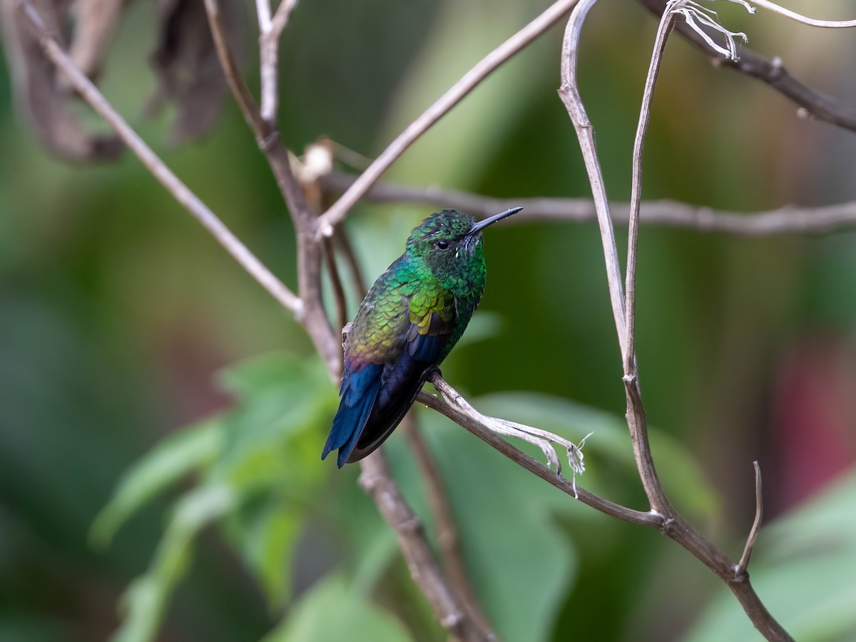 Blue-vented Hummingbird - ML618592550