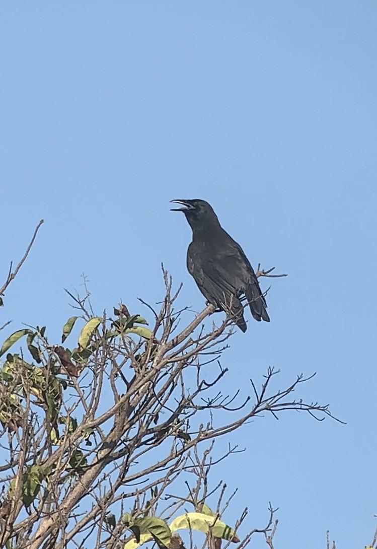 Jamaican Crow - ML618592553