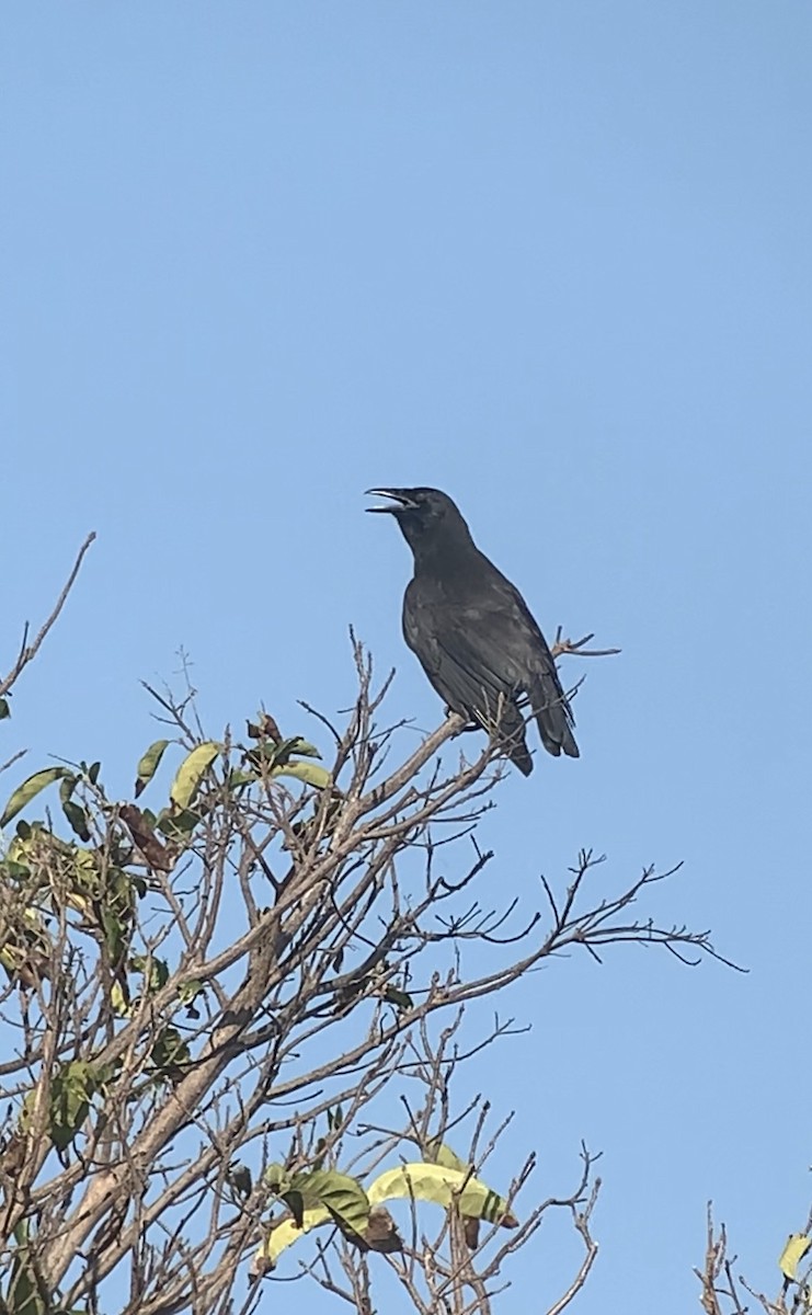 Jamaican Crow - ML618592580