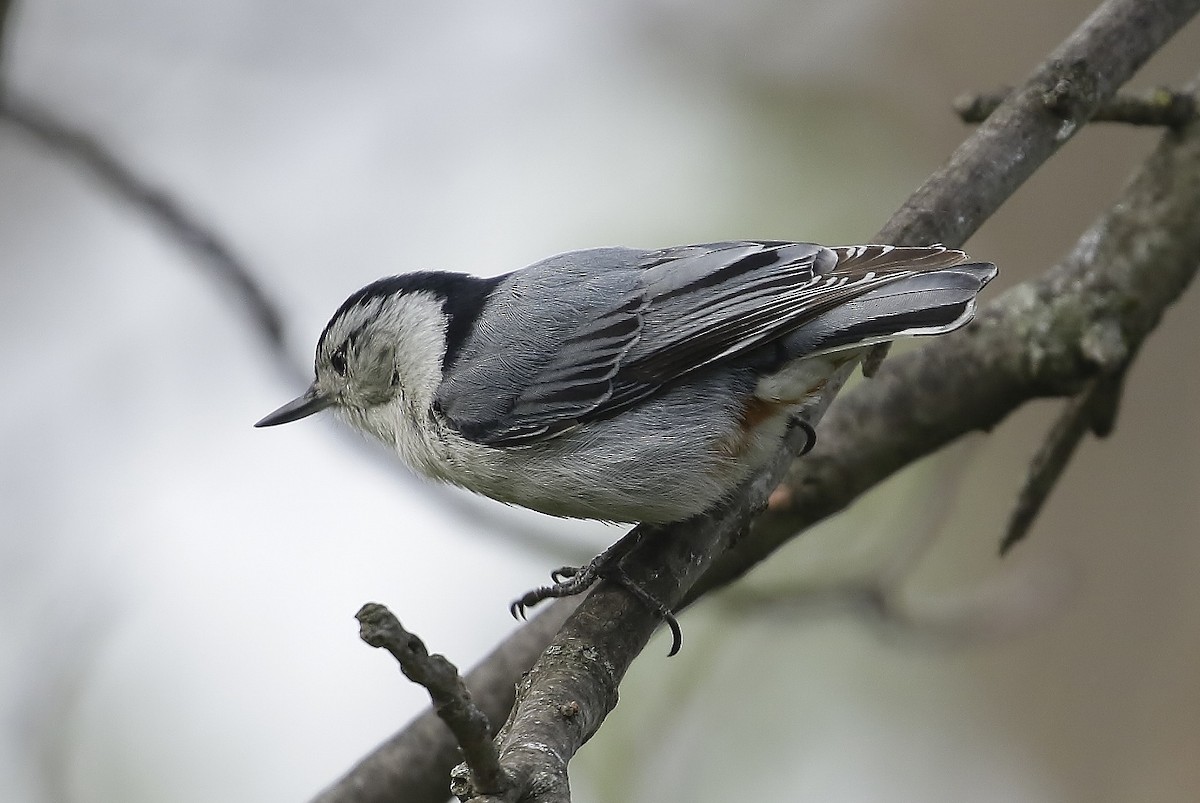 White-breasted Nuthatch - ML618592589
