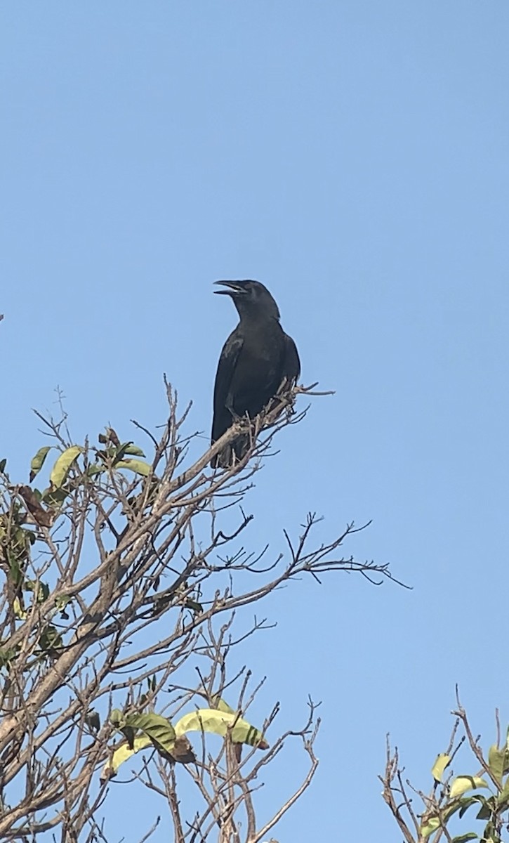 Jamaican Crow - ML618592606