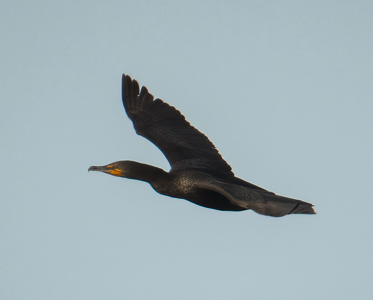 Double-crested Cormorant - Kenneth Eyster