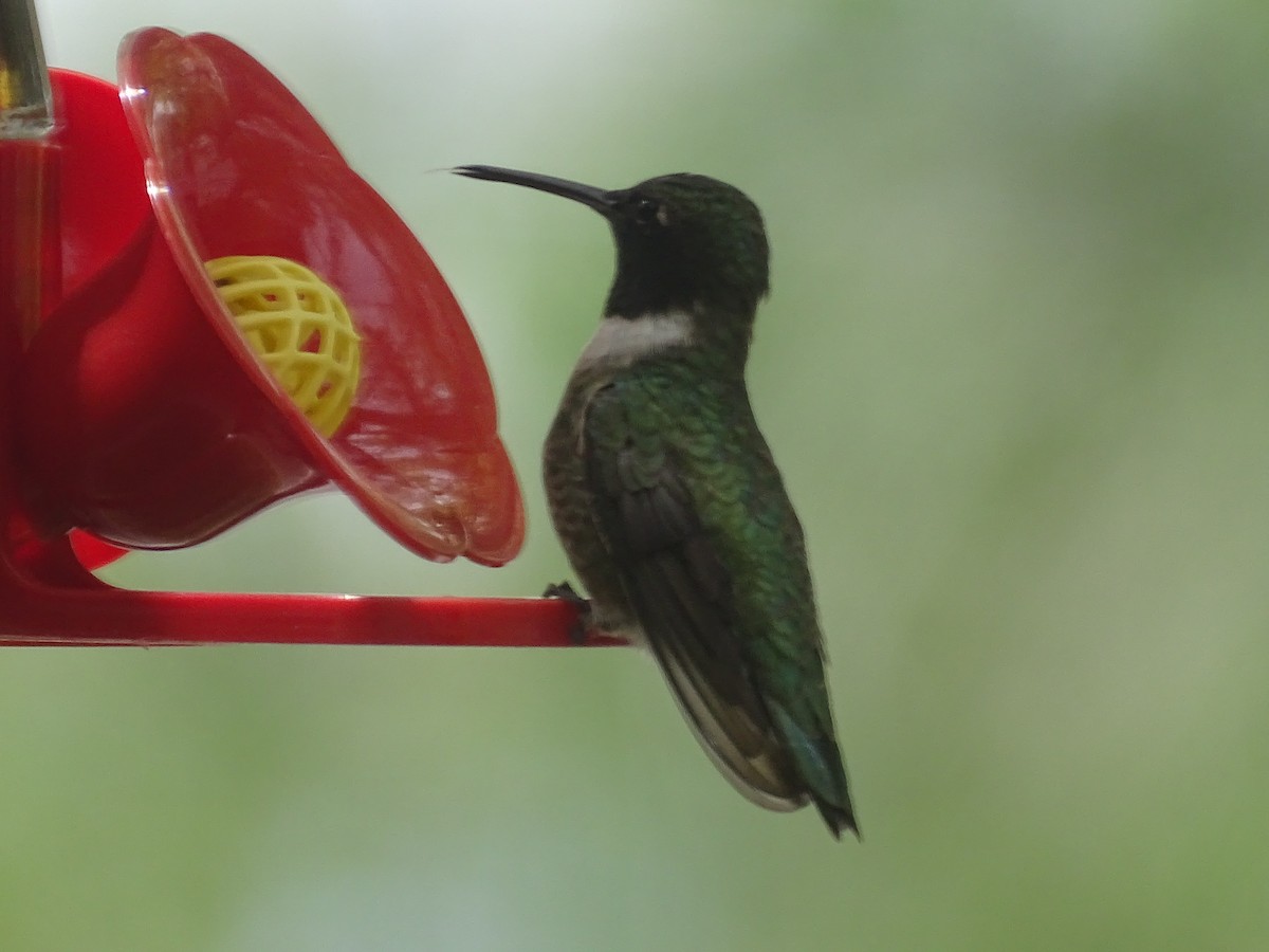 Black-chinned Hummingbird - ML618592645