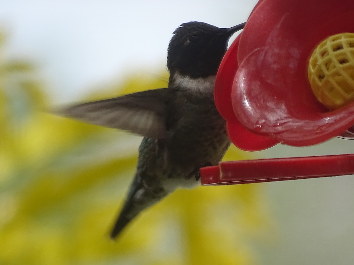 Black-chinned Hummingbird - ML618592672