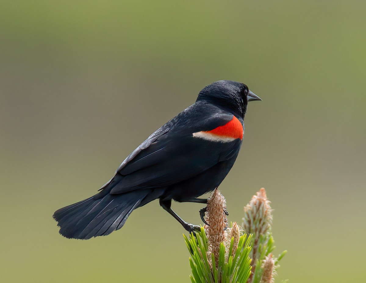 Red-winged Blackbird - ML618592681