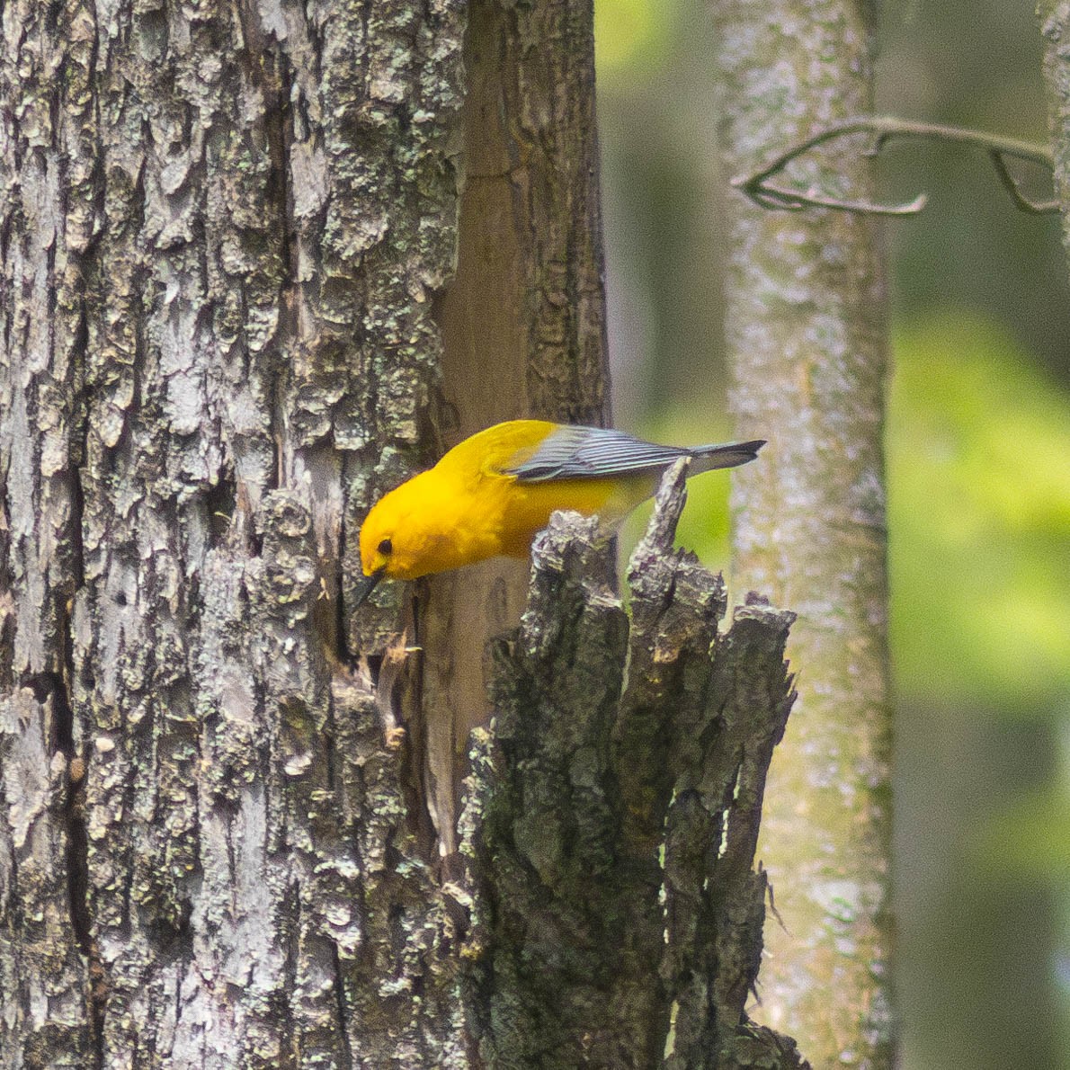Prothonotary Warbler - ML618592687