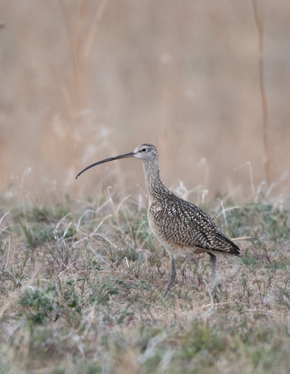 Long-billed Curlew - ML618592728