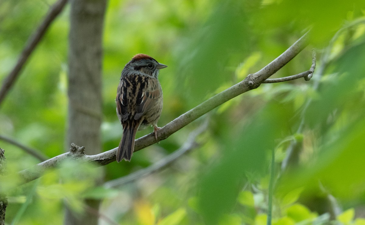 Chipping Sparrow - ML618592729