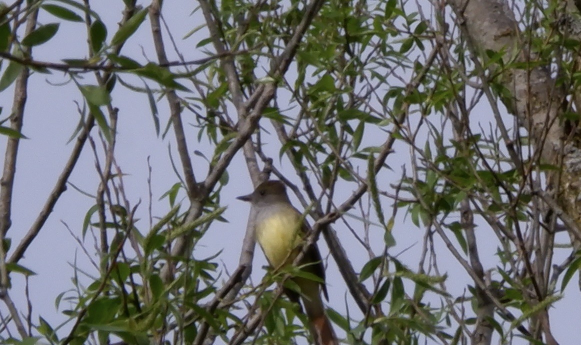 Great Crested Flycatcher - ML618592734