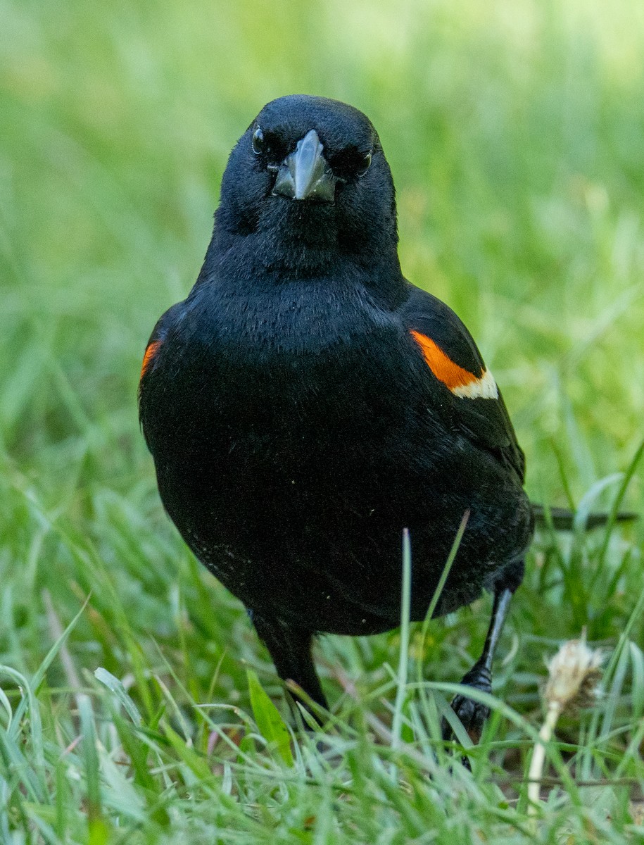 Red-winged Blackbird - ML618592741