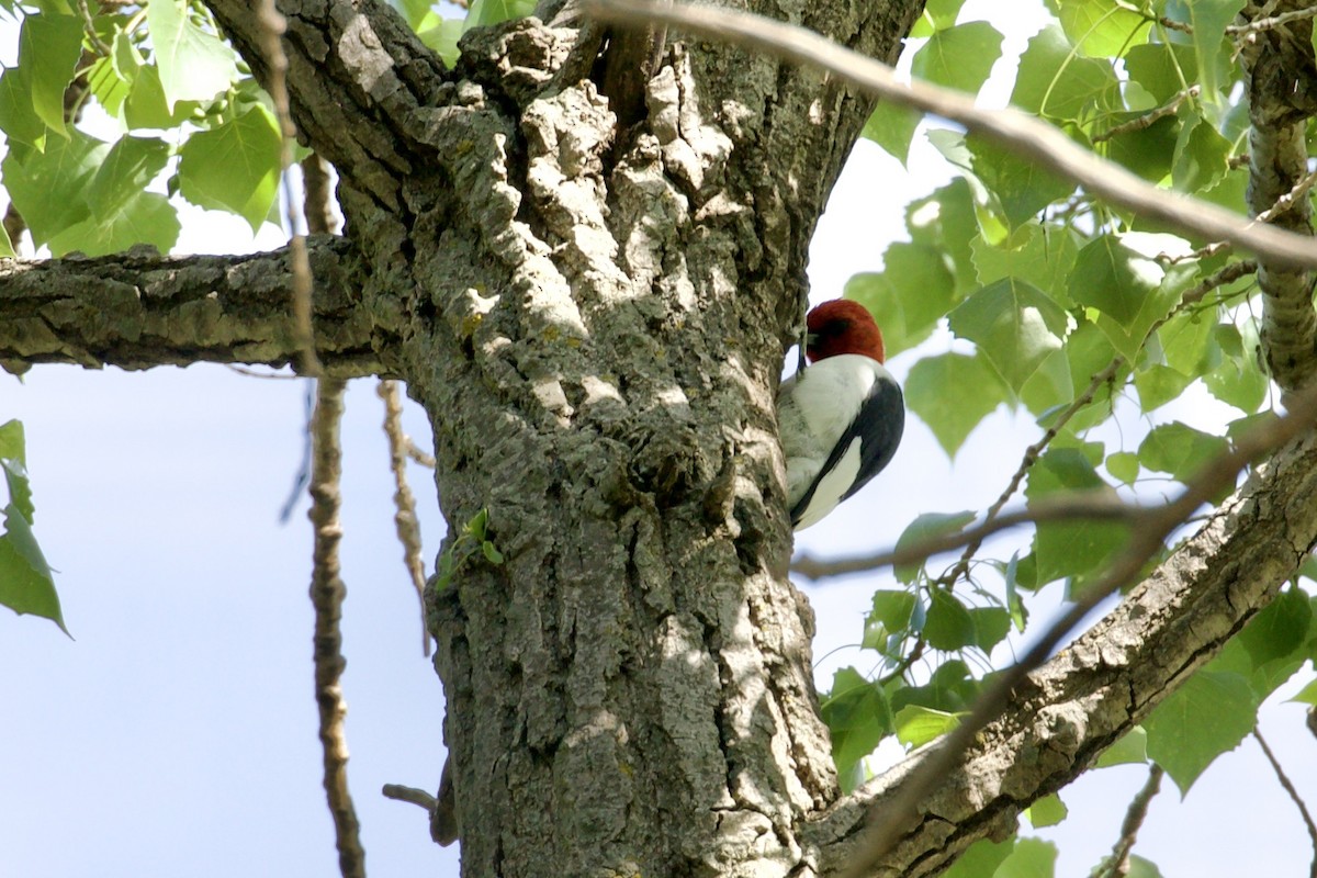 Red-headed Woodpecker - ML618592747